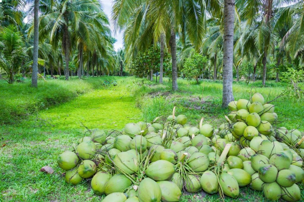 we use green coconuts in the process